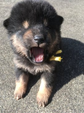 柴犬(標準サイズ)【三重県・女の子・2020年1月16日・黒柴】の写真「小ぶりですが元気です」