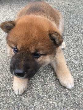 柴犬(標準サイズ)【三重県・男の子・2018年8月12日・茶柴】の写真「茶柴オス、小さめ元気です」