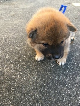 柴犬(標準サイズ)【三重県・男の子・2019年11月13日・茶柴】の写真「茶柴オス、とても人懐こっくて元気です！」