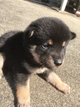 柴犬(標準サイズ)【三重県・男の子・2018年3月14日・黒柴】の写真「生まれて間もない可愛い黒柴オスです」