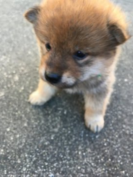 柴犬(標準サイズ)【三重県・男の子・2019年11月13日・茶柴】の写真「茶柴オス、元気で可愛いです！」