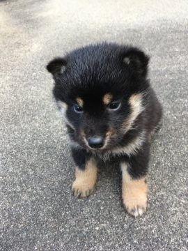 柴犬(標準サイズ)【三重県・男の子・2020年1月16日・黒柴】の写真「黒柴オス、小ぶりですが元気です」