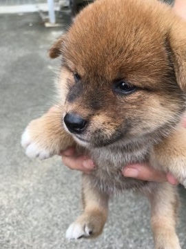 柴犬(標準サイズ)【三重県・女の子・2018年8月12日・茶柴】の写真「茶柴メス、小さめです」