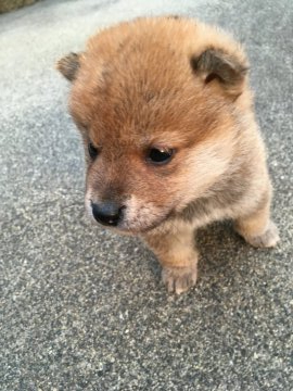 柴犬(標準サイズ)【三重県・男の子・2019年11月3日・茶柴】の写真「可愛い茶柴オス」