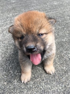 柴犬(標準サイズ)【三重県・女の子・2020年5月3日・茶柴】の写真「茶柴メス可愛いです！」