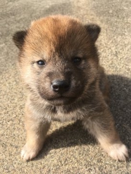 柴犬(標準サイズ)【三重県・男の子・2018年3月14日・茶柴】の写真「子グマの様な可愛さ。両親は小さめです。」