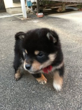 柴犬(標準サイズ)【三重県・女の子・2019年10月23日・黒柴】の写真「小さいけど元気な黒柴です」