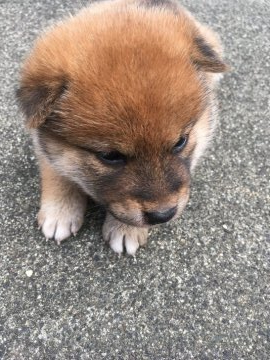 柴犬(標準サイズ)【三重県・女の子・2020年5月3日・茶柴】の写真「茶柴メス可愛くて元気です」