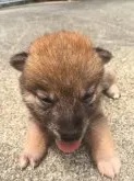 柴犬(標準サイズ)【三重県・女の子・2019年6月12日・茶柴】の写真1