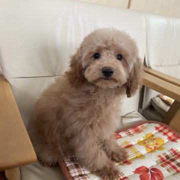 トイプードル(トイ)【広島県・男の子・2024年1月29日・レッド】の写真「可愛くて元気いっぱいなおとこのこ。鼻の短いイケメン」