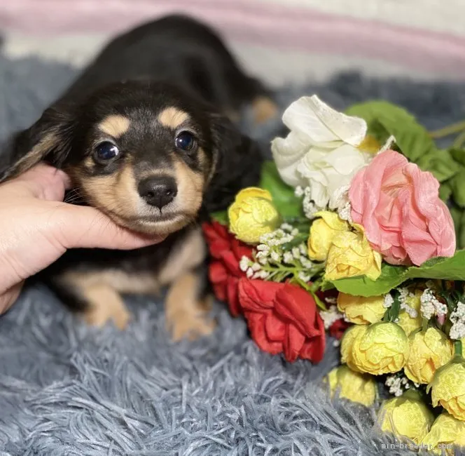 K.S 様のお迎えした子犬
