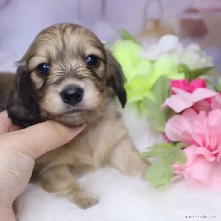 ルーク大好き 様のお迎えした子犬