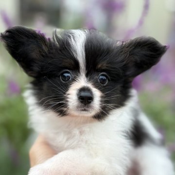 パピヨン【千葉県・男の子・2024年9月9日・トライカラー】の写真「キュートなトライ❤️パパはジュニアチャンピオン」