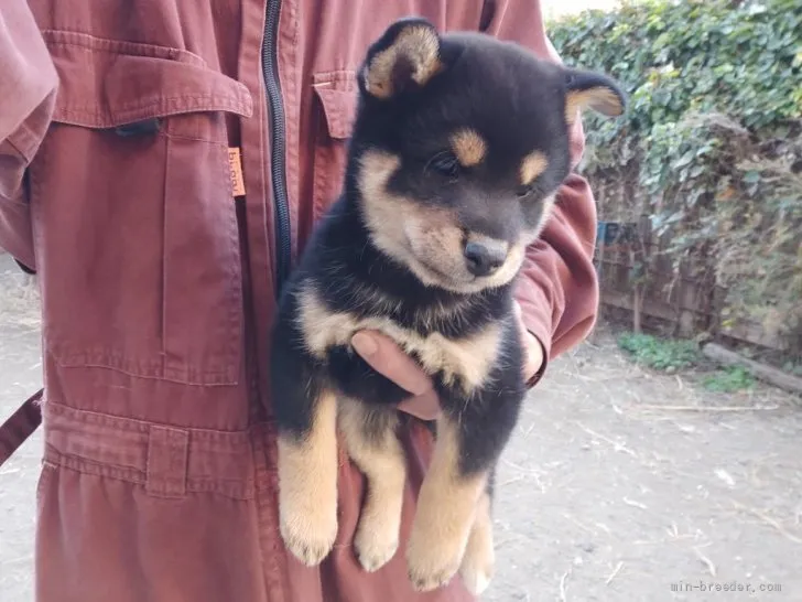 おーちゃん 様のお迎えした子犬