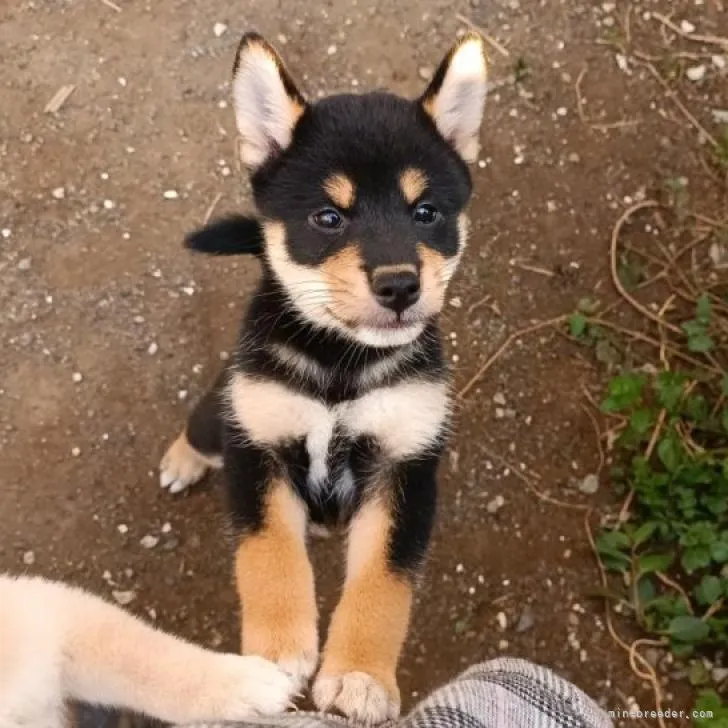 YN 様のお迎えした子犬