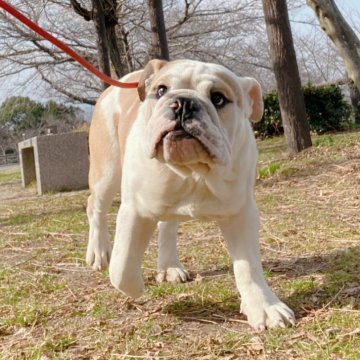 ブルドッグ【愛媛県・男の子・2024年7月13日・レッド&ホワイト】の写真「英国系、頭が大きく貫禄たっぷりな男の子！」