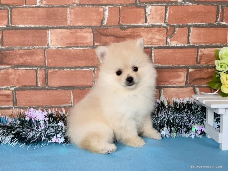 マルちゃんキッズ 様のお迎えした子犬