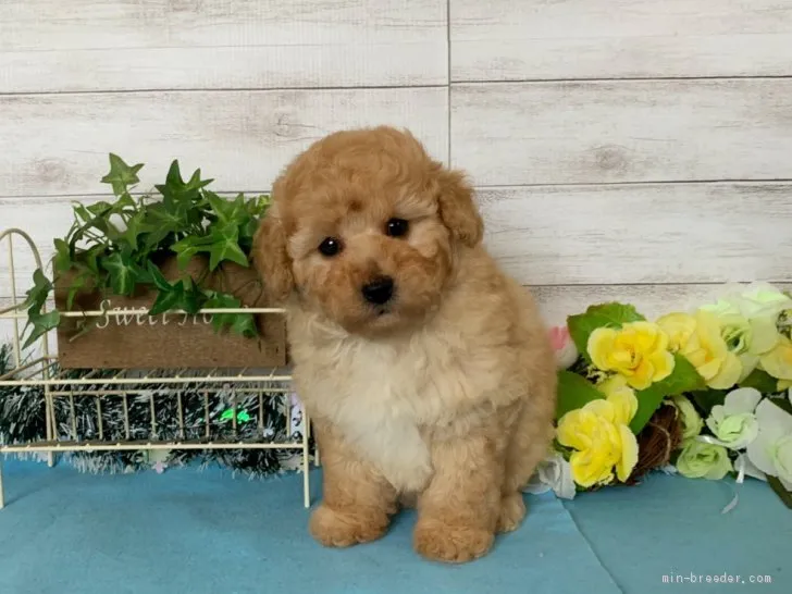 ローズ 様のお迎えした子犬