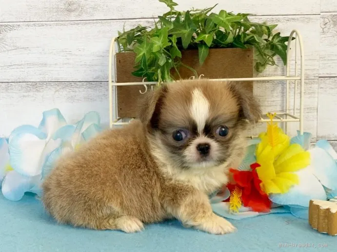 ヨーキーママ 様のお迎えした子犬