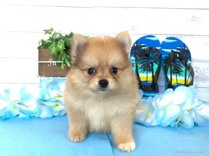 akinoshima 様のお迎えした子犬