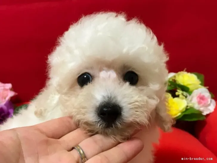 伊藤和子 様のお迎えした子犬