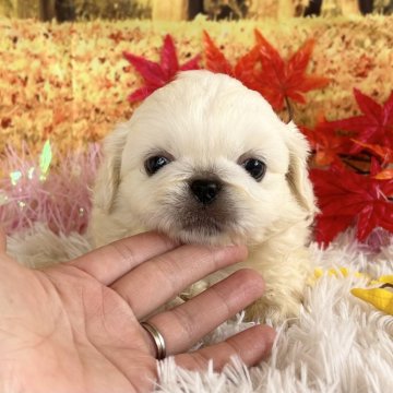 ペキニーズ【秋田県・男の子・2024年9月22日・クリーム】の写真「クリクリお目目が可愛いです💕」