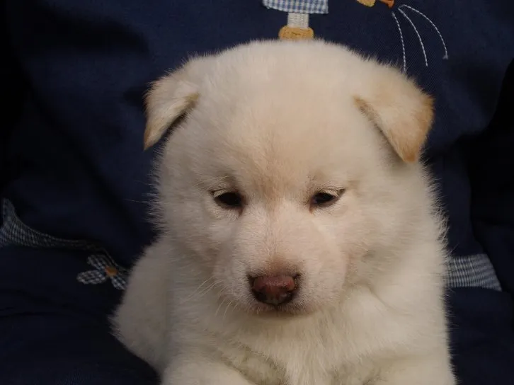 桃花パパ 様のお迎えした子犬