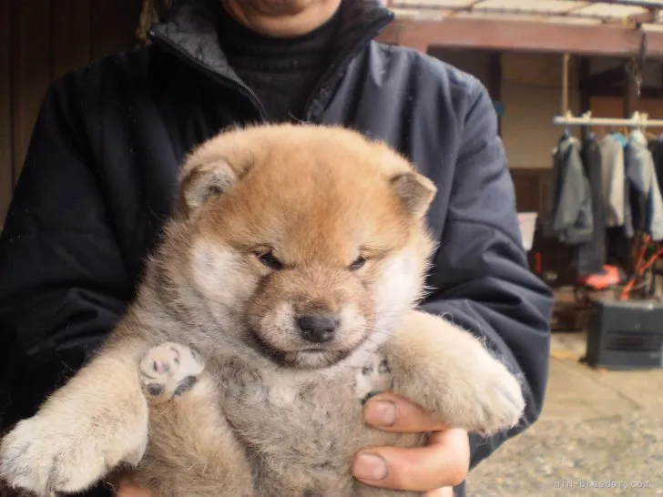 柴犬(標準サイズ)【三重県・男の子・2017年12月13日・赤】の写真1「２０１８、１，１７　　撮影時期」