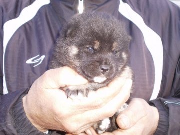 柴犬(標準サイズ)【三重県・女の子・2017年11月30日・黒】の写真「狸顔で素敵な可愛い女の子です。」