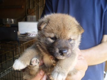 柴犬(標準サイズ)【三重県・男の子・2018年7月8日・赤】の写真「なかなかの男前です」