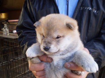 柴犬(標準サイズ)【三重県・女の子・2017年12月13日・赤】の写真「お茶目な女の子犬で、人懐こいです。」