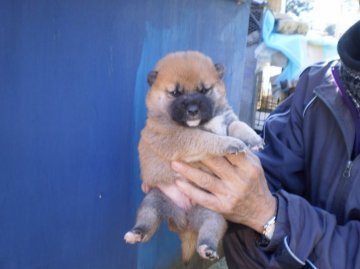 柴犬(標準サイズ)【三重県・男の子・2016年1月13日・赤】の写真「たくましく凛々しい顔貌です。」