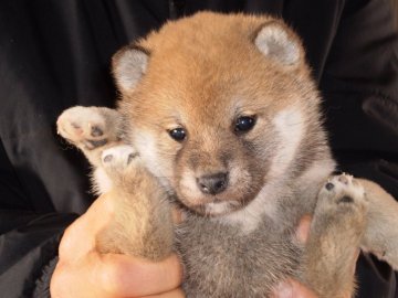 柴犬(標準サイズ)【三重県・女の子・2017年12月25日・赤】の写真「可愛い女の子犬が、生まれました。」