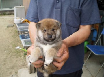 柴犬(標準サイズ)【三重県・男の子・2016年4月21日・赤】の写真「なかなかのイケメンです。」