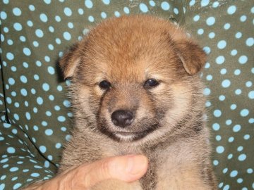 柴犬(標準サイズ)【三重県・男の子・2018年7月8日・赤毛】の写真「男性感あふれる顔貌」