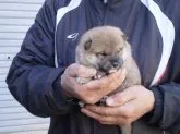 柴犬(標準サイズ)【三重県・男の子・2017年11月30日・赤】の写真2「2017,12,18」