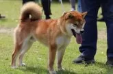 柴犬(標準サイズ)【三重県・女の子・2024年8月3日・赤毛】の写真4「父親犬」