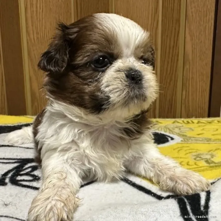 あきちゃん 様のお迎えした子犬