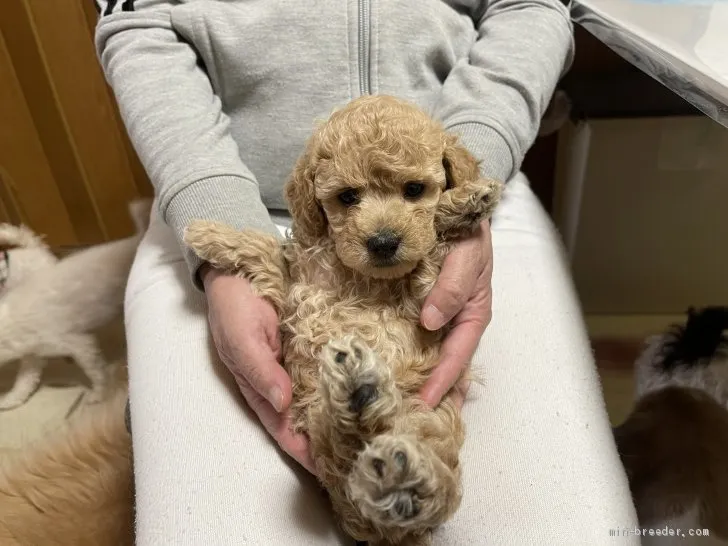 ボーナ 様のお迎えした子犬