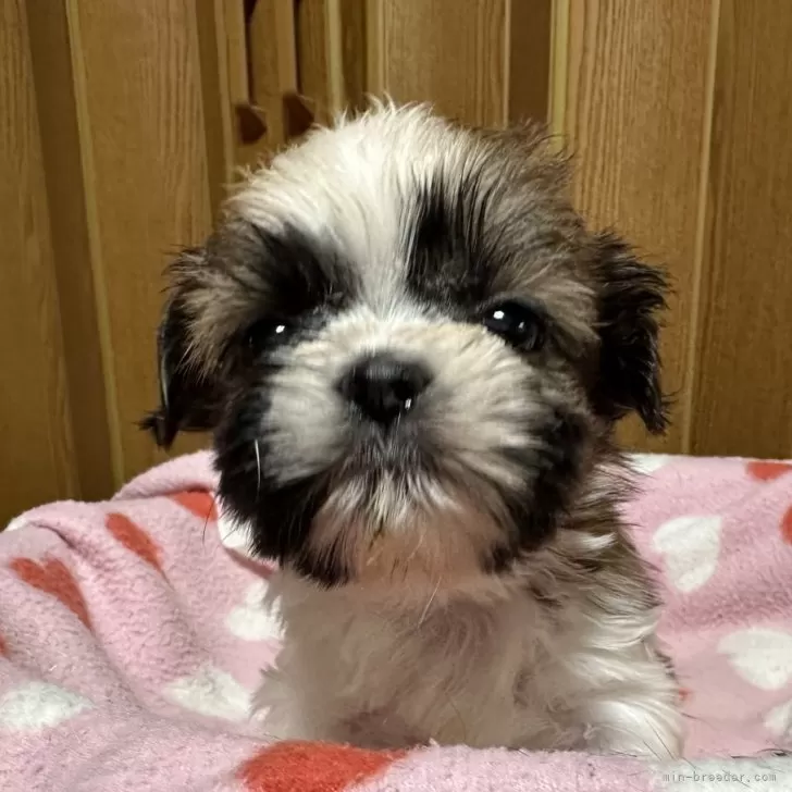 Y.Ｉ 様のお迎えした子犬