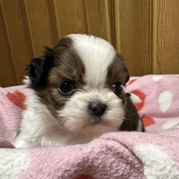 シュウ 様のお迎えした子犬