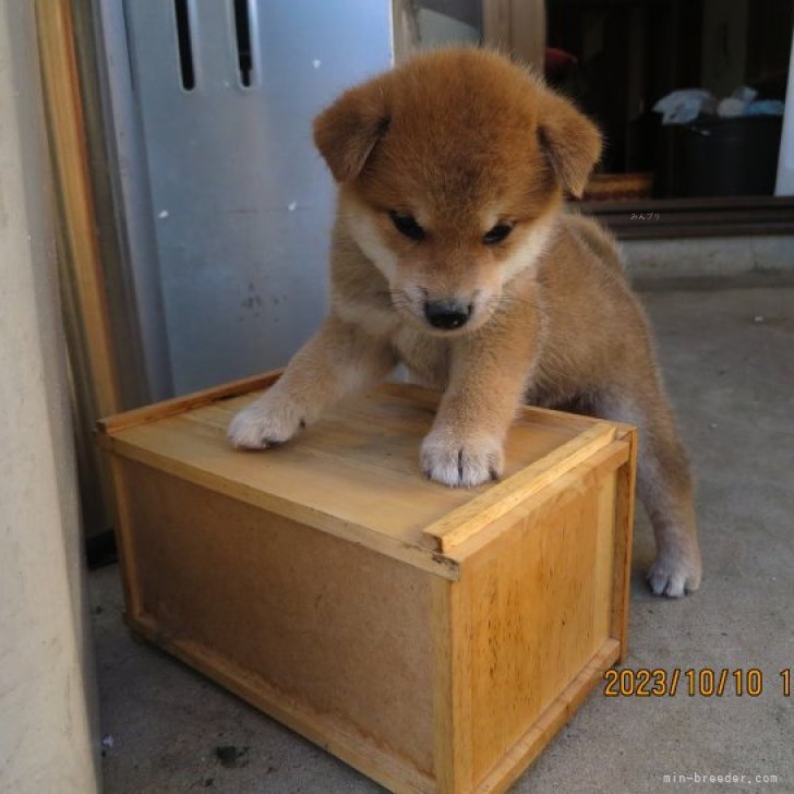 柴犬【和歌山県・男の子・2023年9月5日・赤】小ぶりな配色抜群です