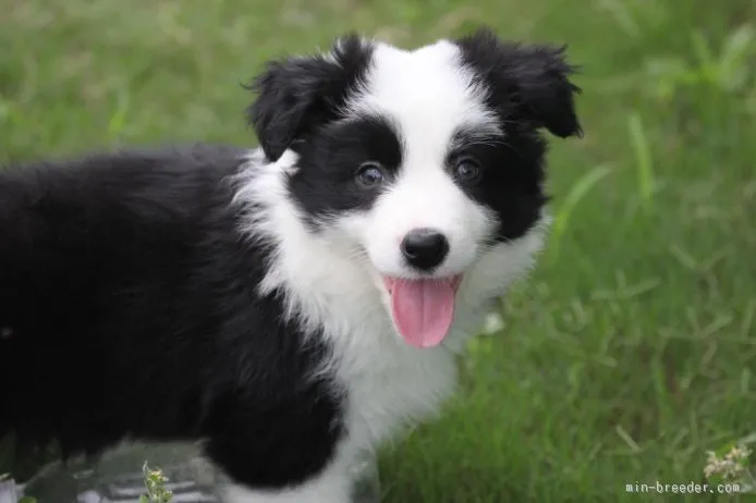 Ｍ．Ｉ 様のお迎えした子犬