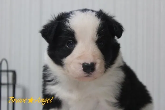 たまみ 様のお迎えした子犬