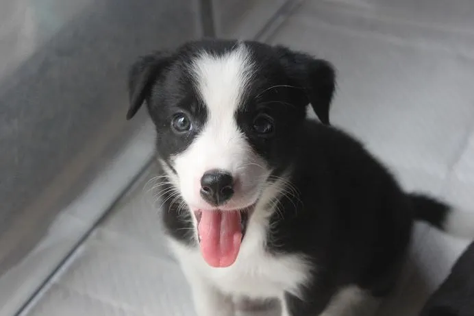 ナック 様のお迎えした子犬