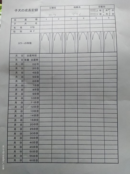 マリイ さん まだかぁ 小池正之ブリーダー みんなのブリーダー