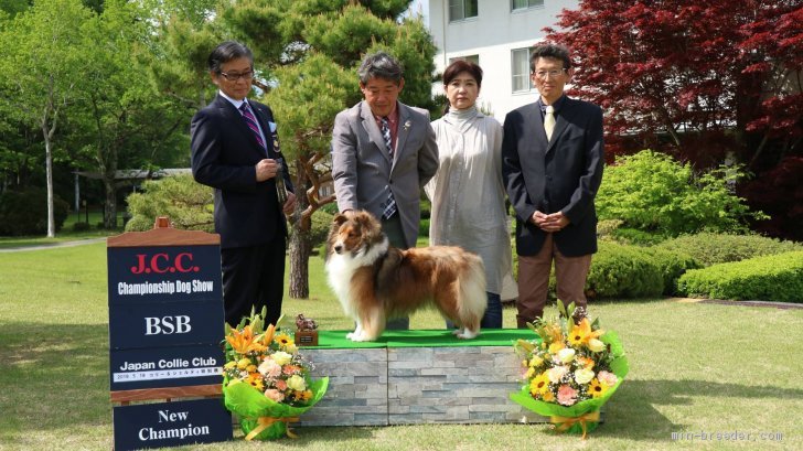 Jcc 日本コリークラブ のドックショー特別展覧会において チャンピオンを完成しました 小池正之ブリーダー みんなのブリーダー