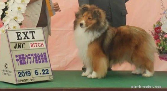 受賞犬紹介 みんなのブリーダー