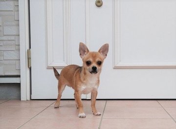 チワワ(スムース)【岡山県・男の子・2017年7月26日・レッド&ホワイト】の写真「We Love♡Chihuahua」