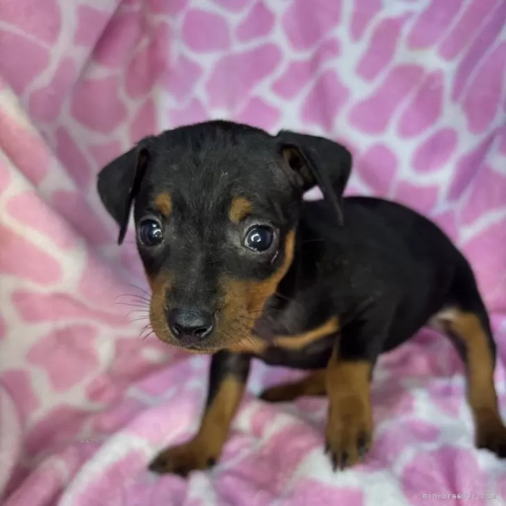 Y.A 様のお迎えした子犬